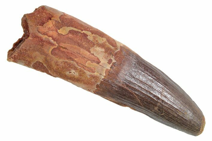 Real Fossil Spinosaurus Tooth - Large Dinosaur Tooth #360444